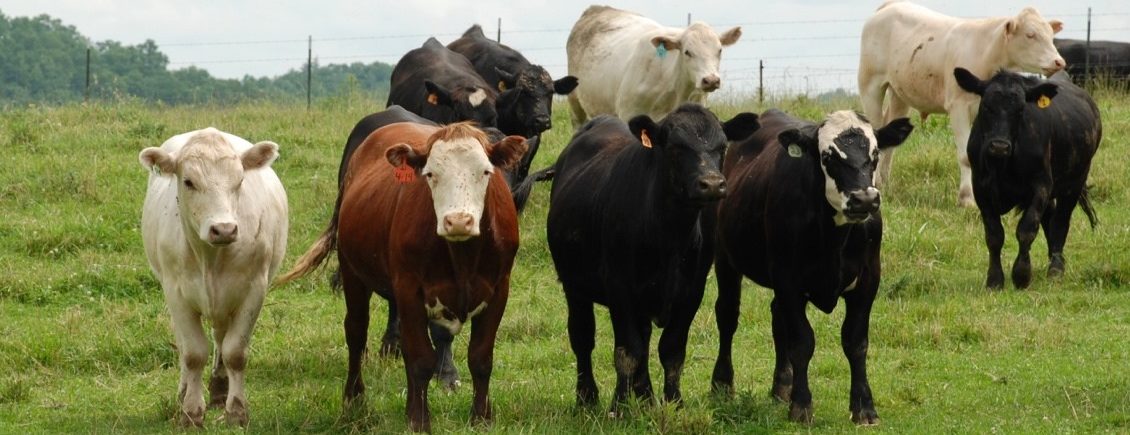 Beef Cattle: Breeding and Reproduction | UT Beef & Forage Center