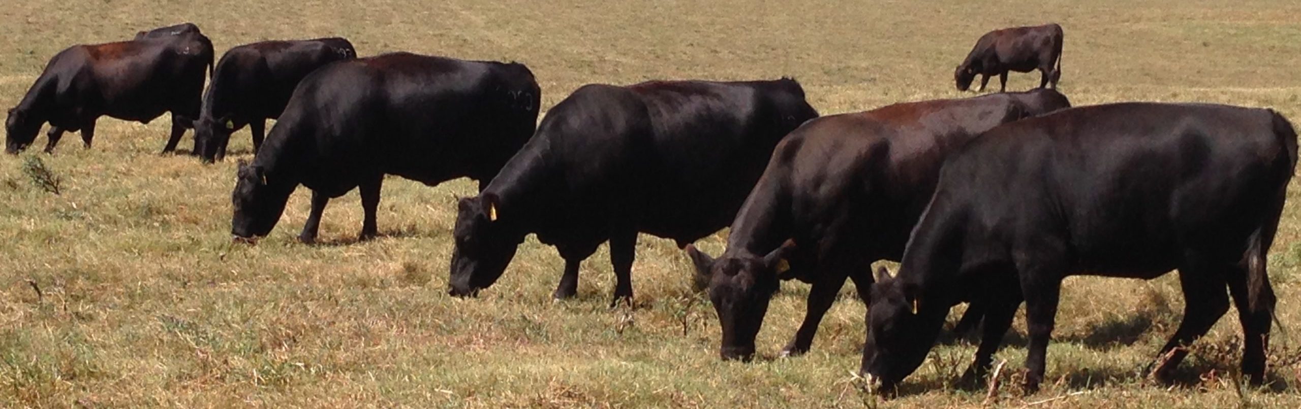 Beef Cattle: Environmental Awareness | UT Beef & Forage Center