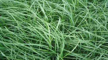 Teff Grass Photo
