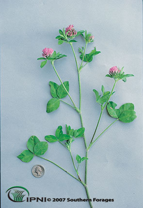 Red Clover Photo