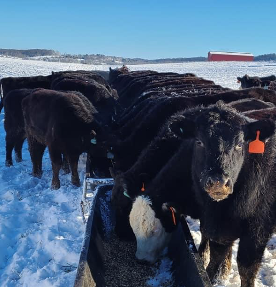 Winter Cows