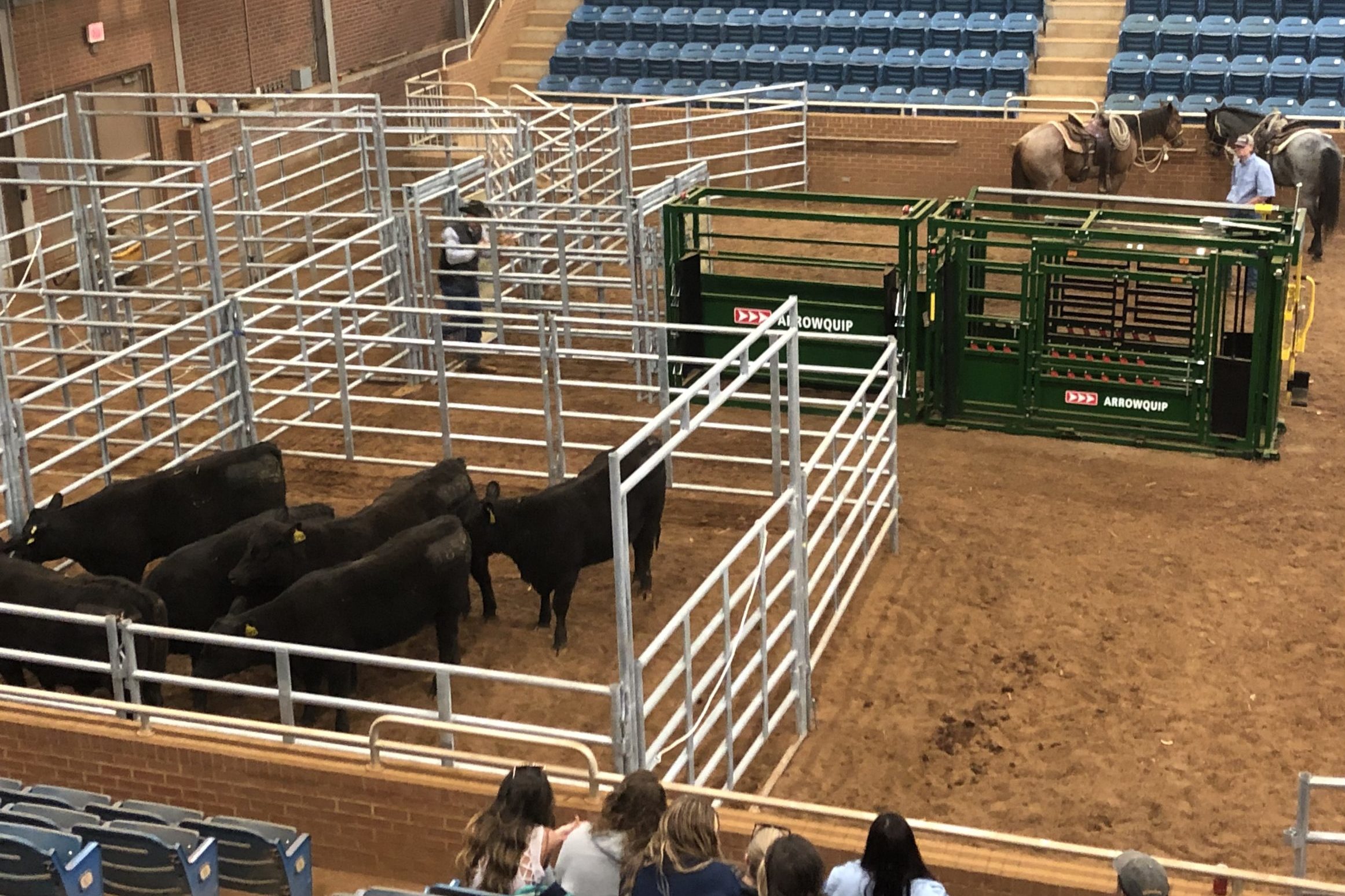 Cattle Economics Cattle Market Outlook for 2021 from a Professional