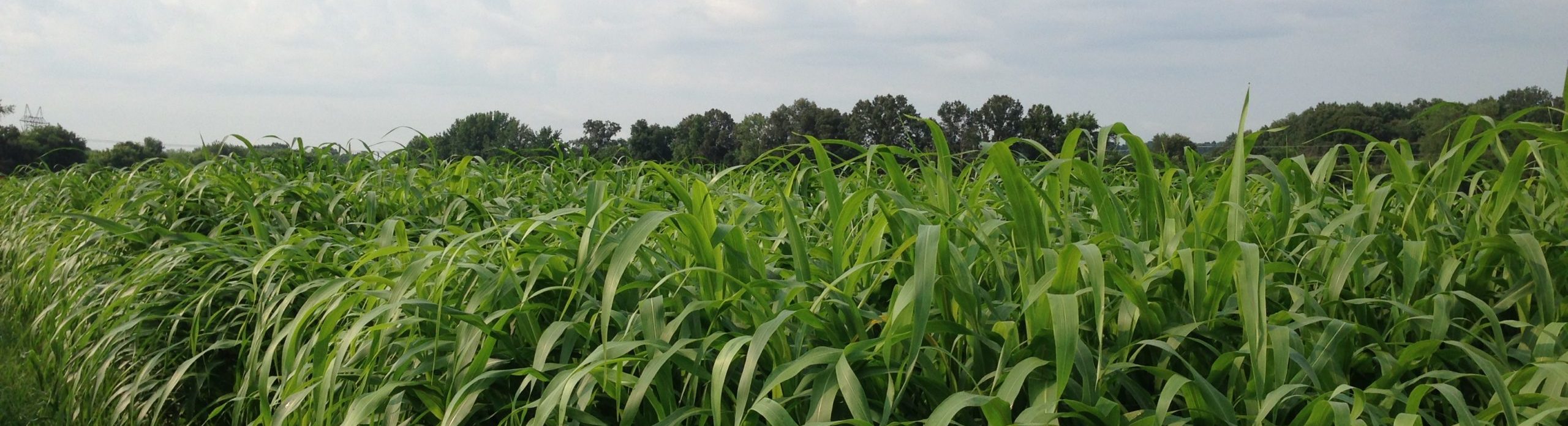 Forage Variety Trials Ut Beef Forage Center