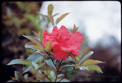 Rhododendron Photo