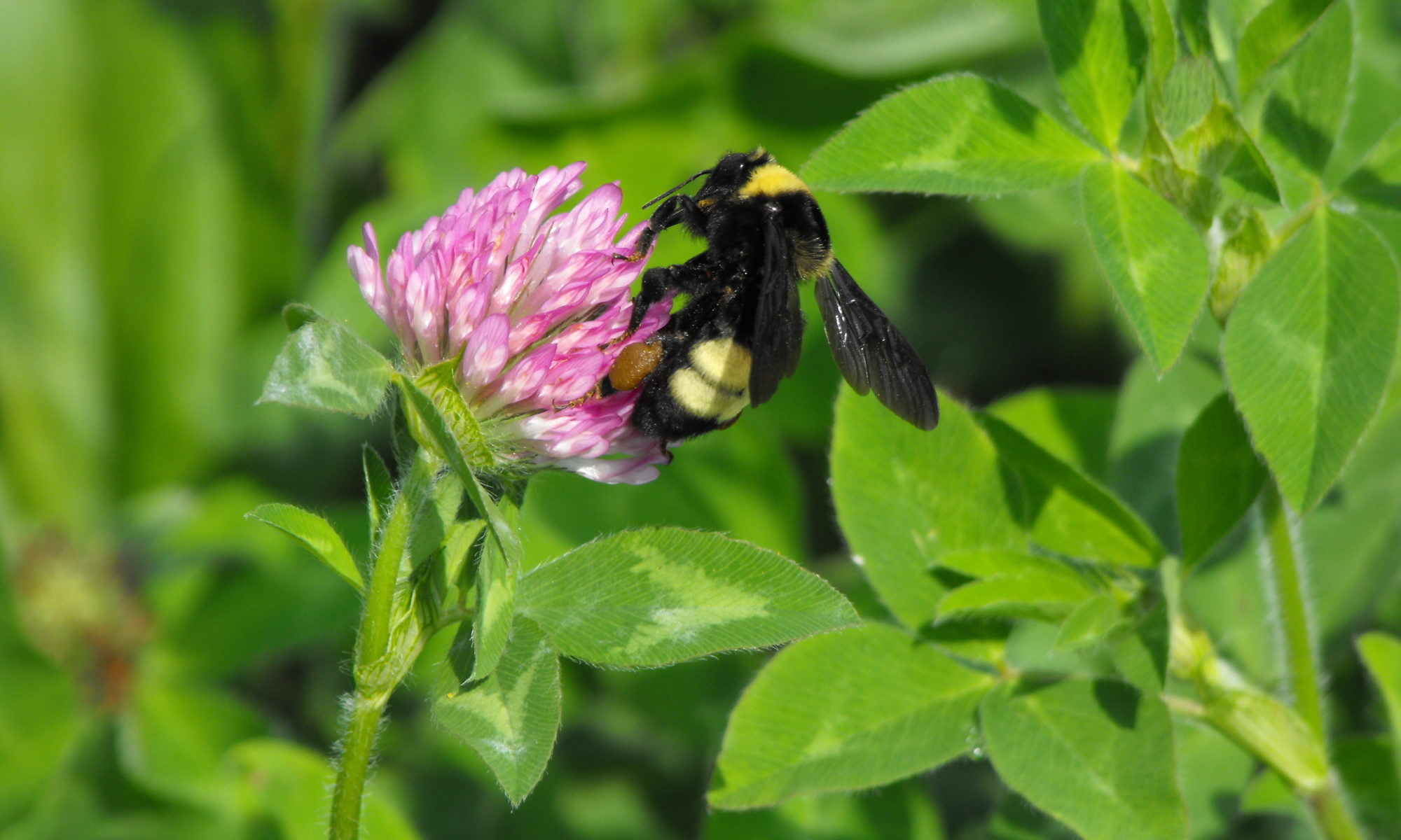 Buzz about Clover