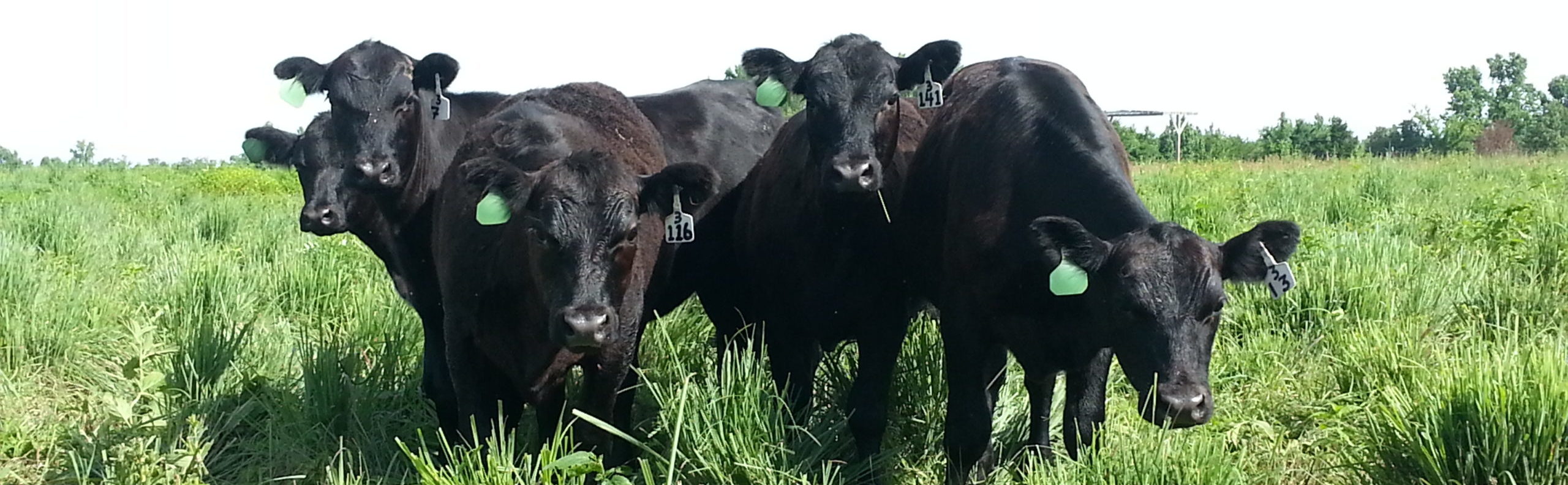Artificial Insemination Training and Certification UT Beef Forage