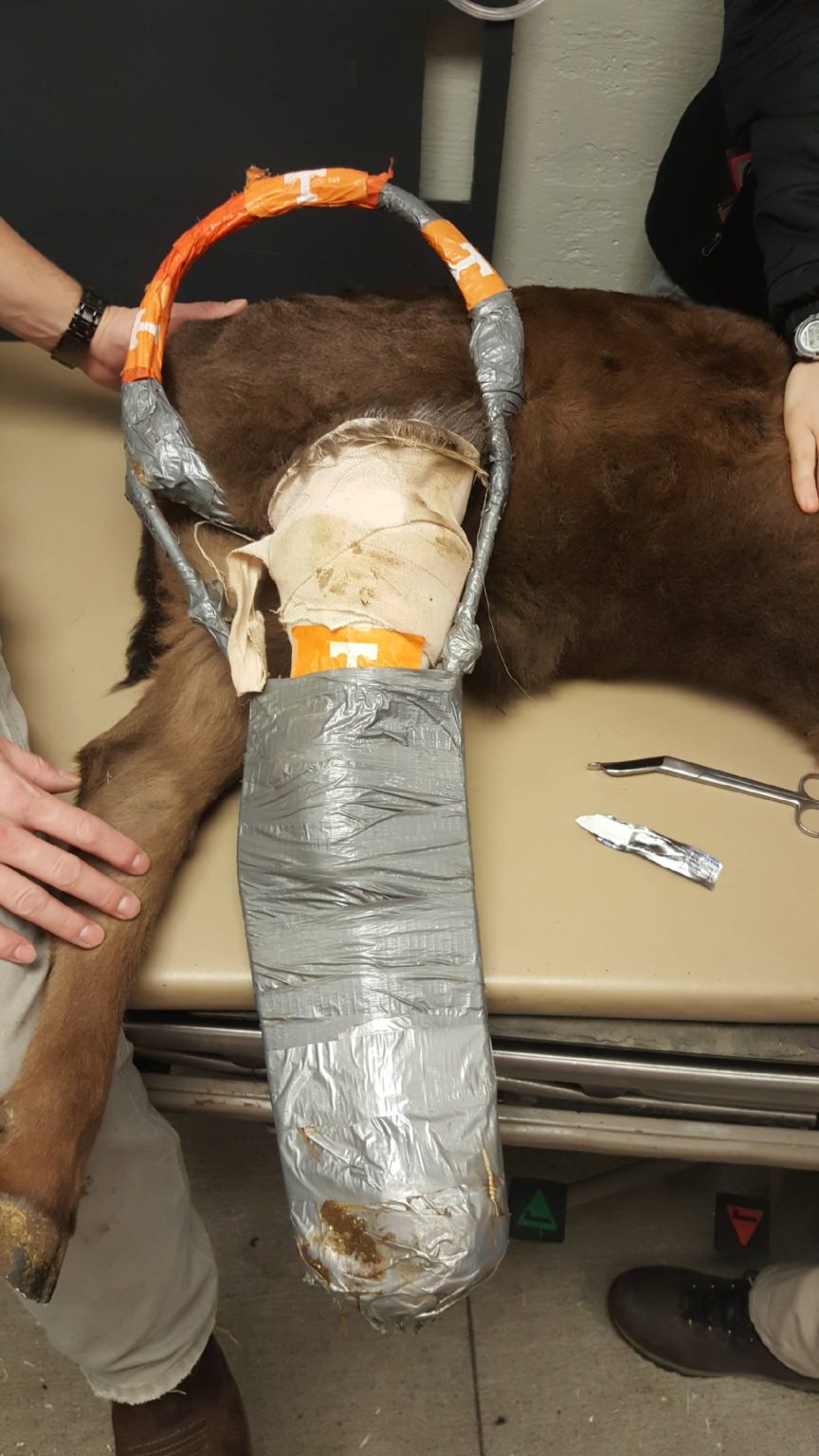 Livestock Health Limb Fractures in Calves Repairs and UT