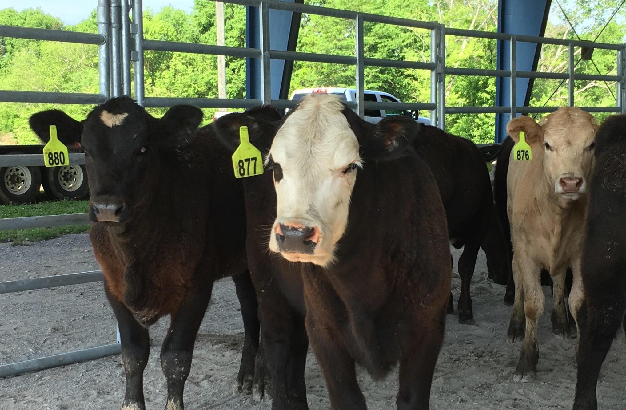 Cattle Economics: Stocker Cattle Sins And Servitude | UT Beef & Forage ...