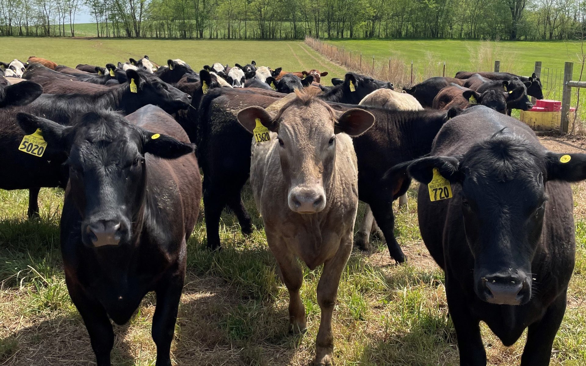 Breeding Cows