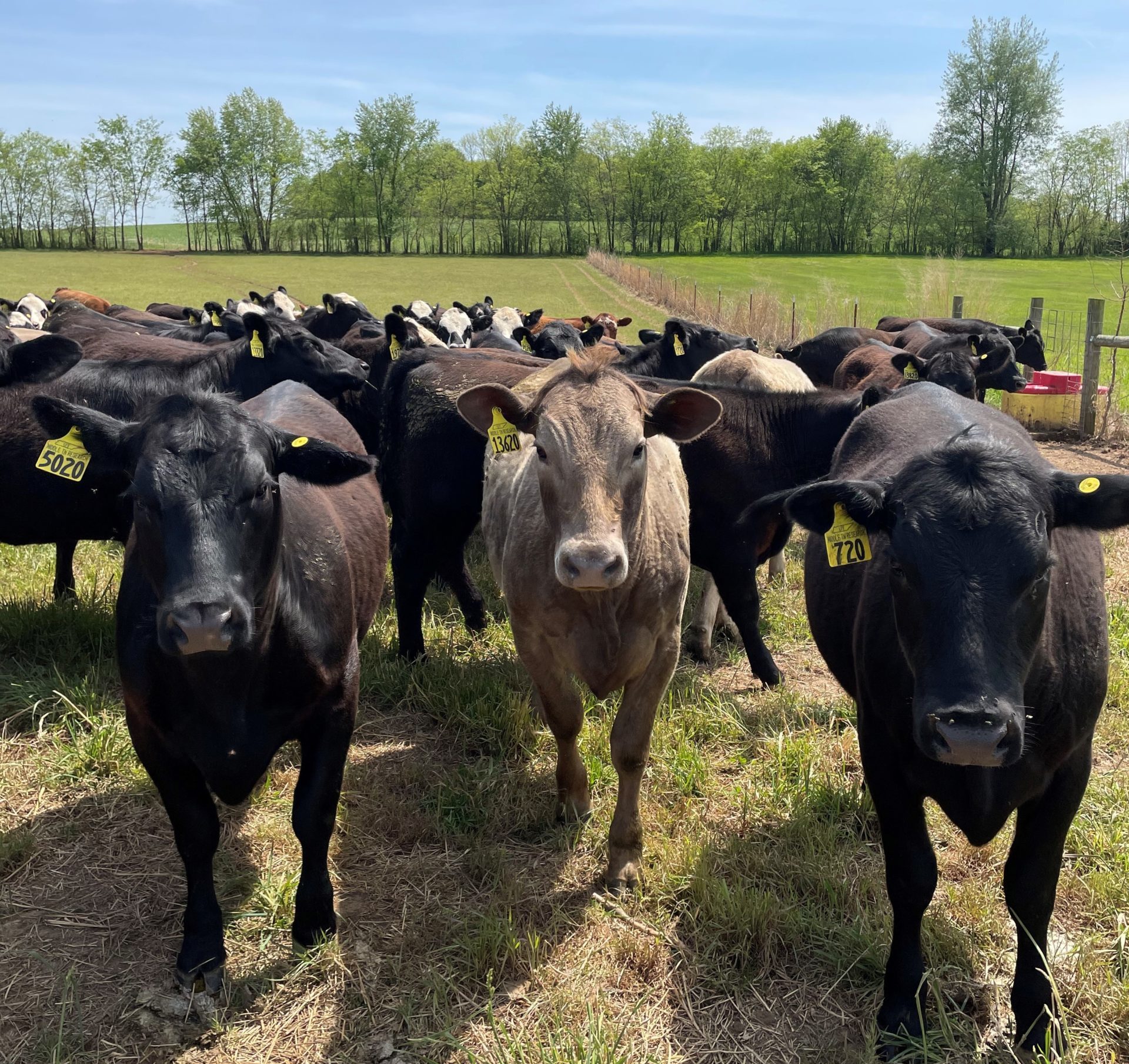 Cattle Genomics: Selection Indexes: The Perfect Tool For Breeding  Profitable Cattle | UT Beef & Forage Center