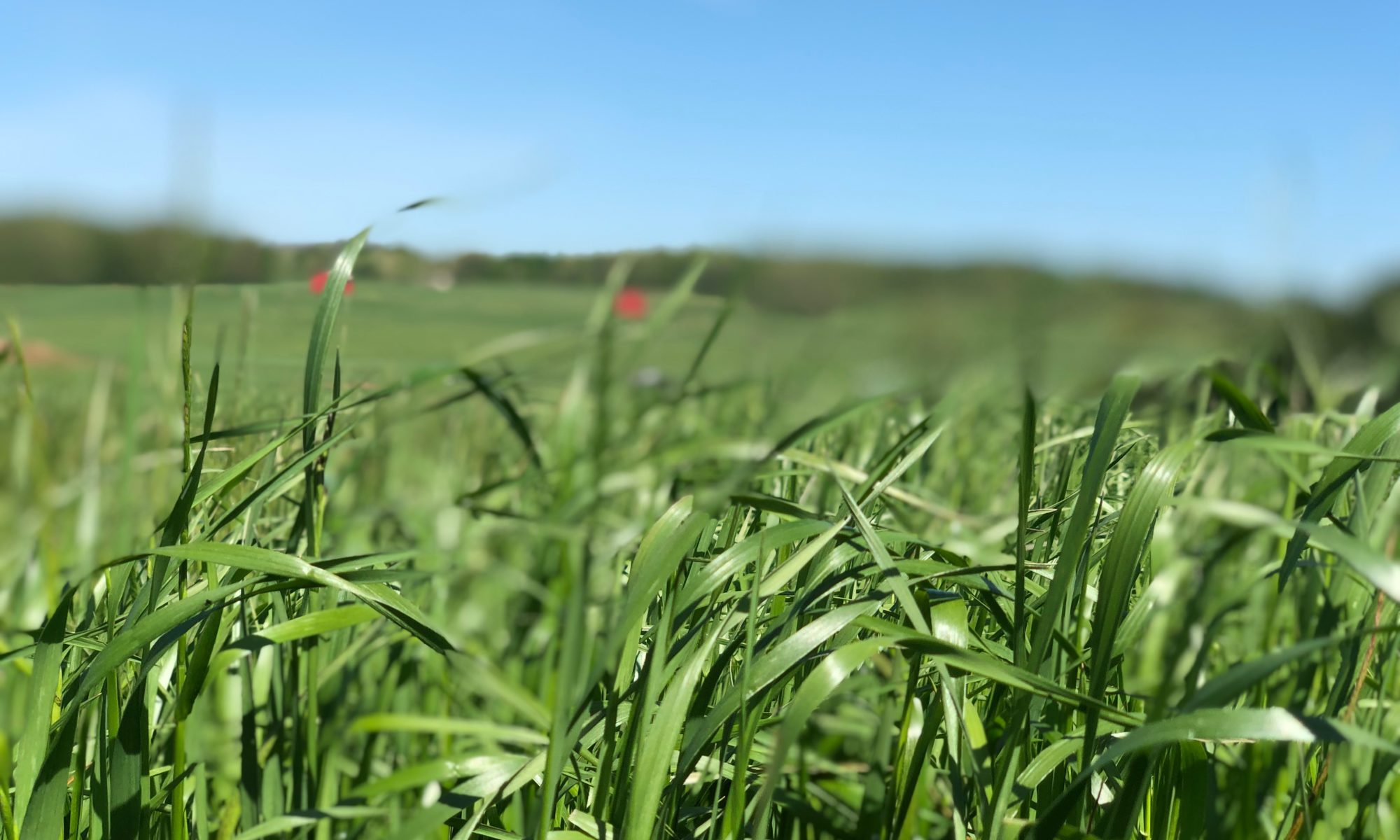 Cow Eating Grass