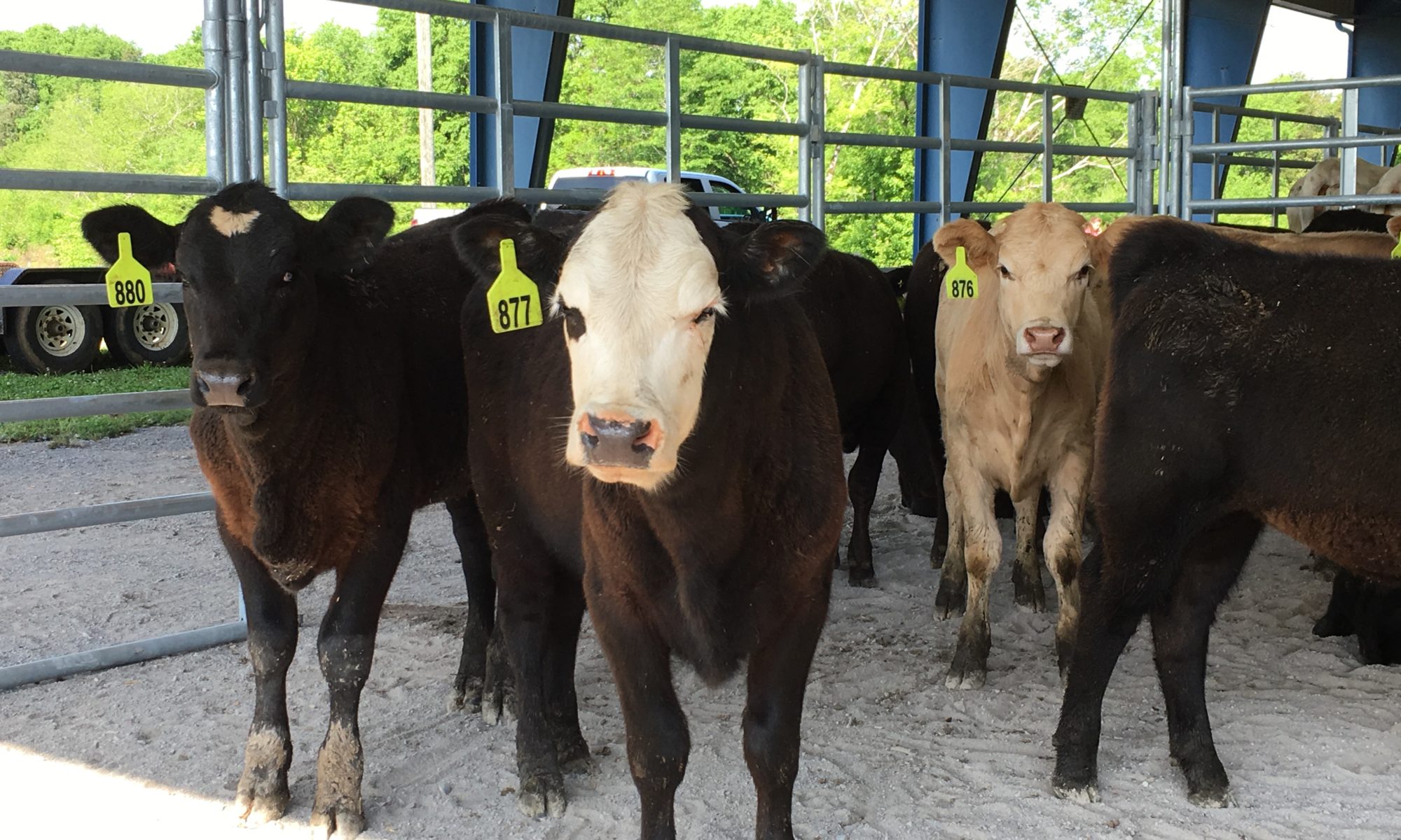 Best Tips to Handle Cattle the Small Herd Cattle Working Pens 2022