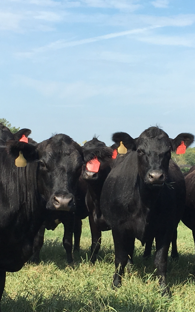 Livestock Health Foot Rot Prevention and Treatment UT Beef & Forage