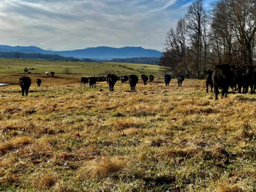 Cattle Nutrition: Cows Have Superpowers! | UT Beef & Forage Center