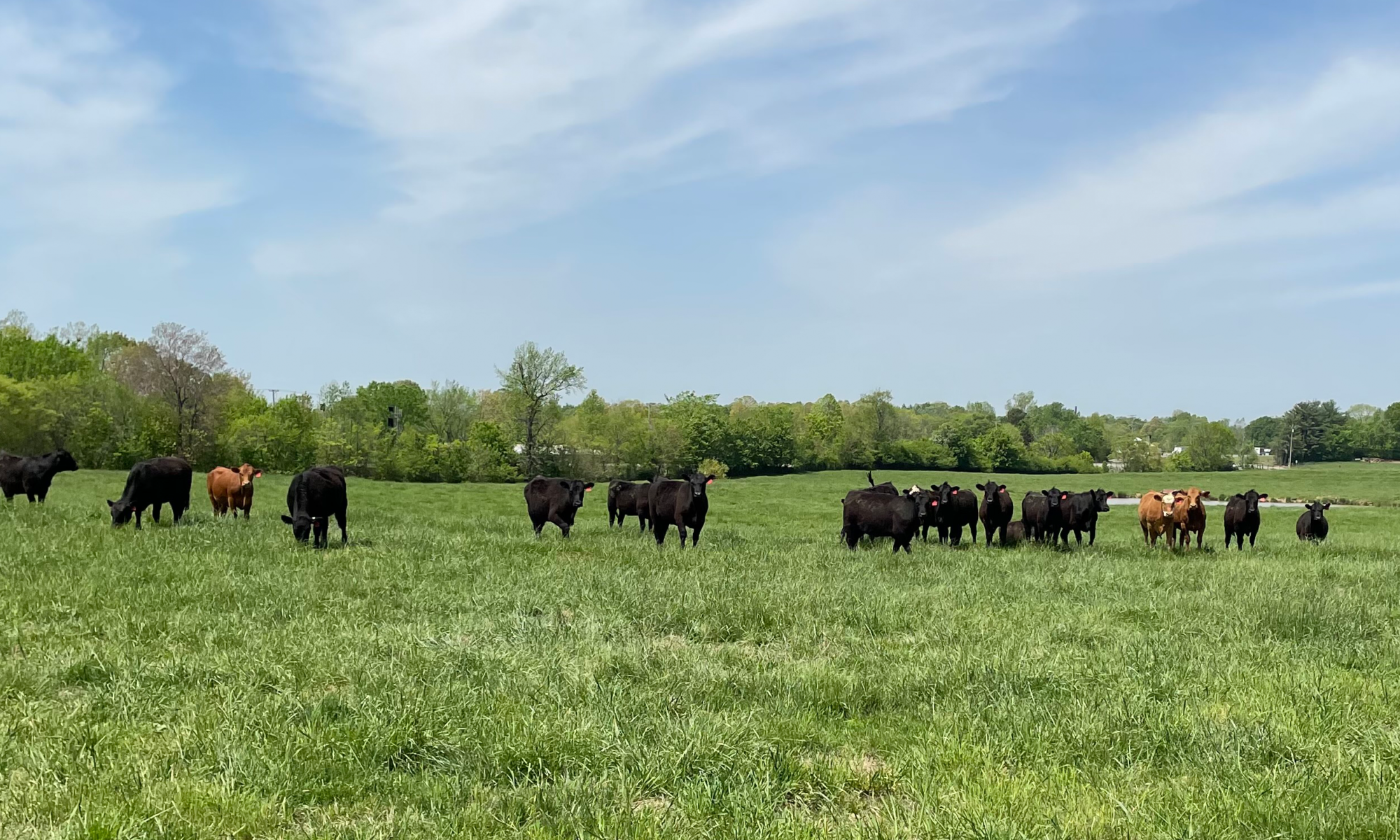 Cows on Pasture