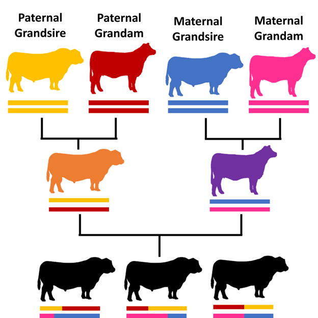 National Beef Wire 