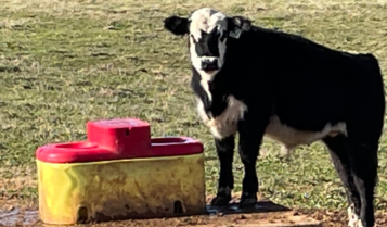 Cow and Water