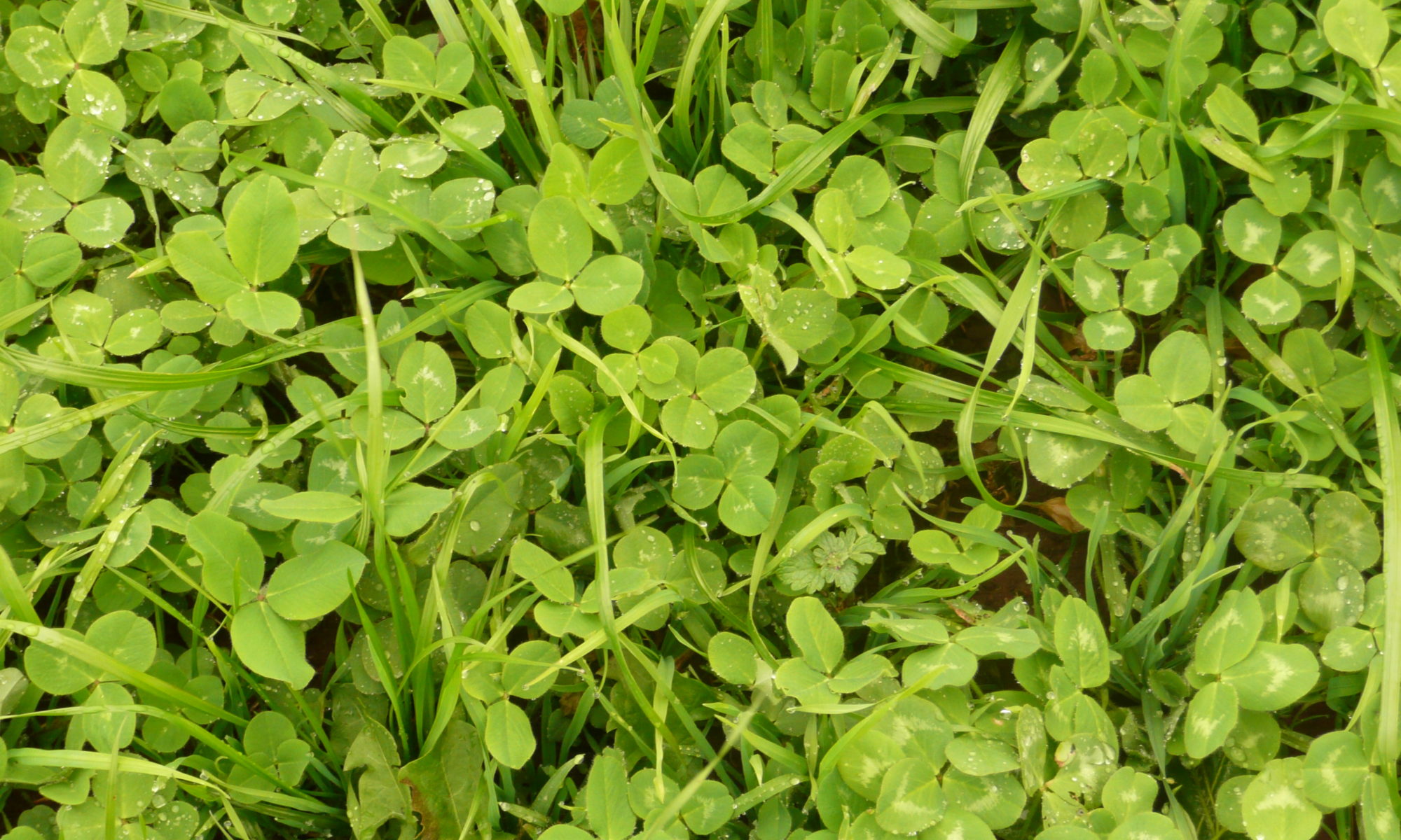 clover orchardgrass