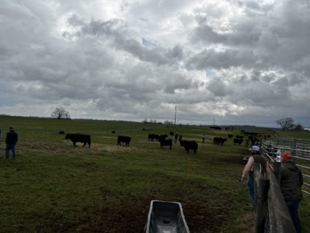 Cattle Economics: Mothers- Fact, Fiction, Truth, Opinion | UT Beef