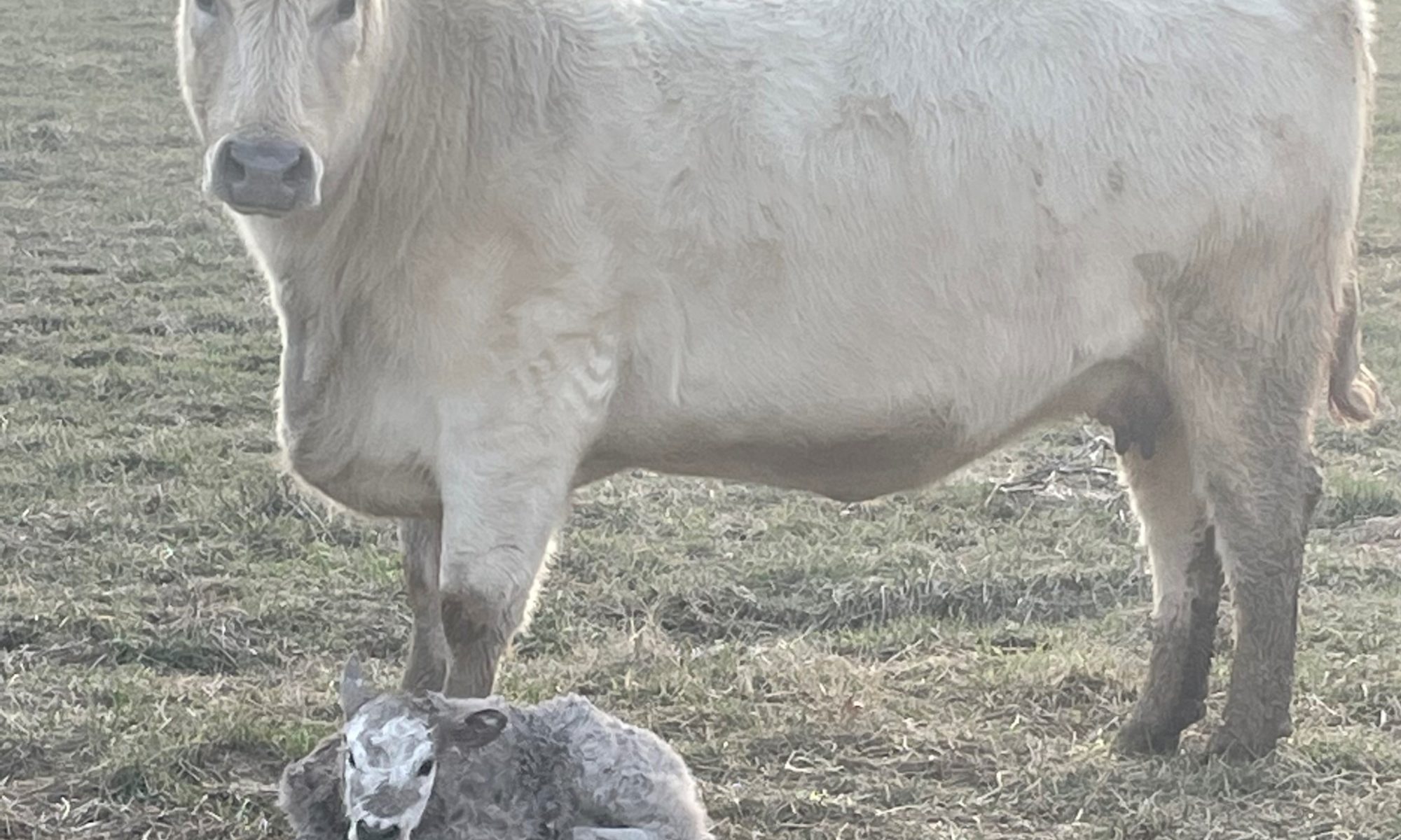 cow-calf birth kt3