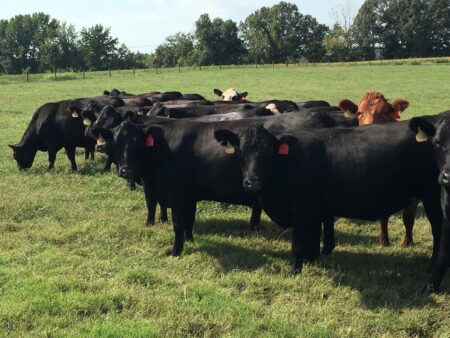 Cattle Economics: Beef Trade Comparisons | UT Beef & Forage Center