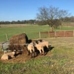 Sheep and forage