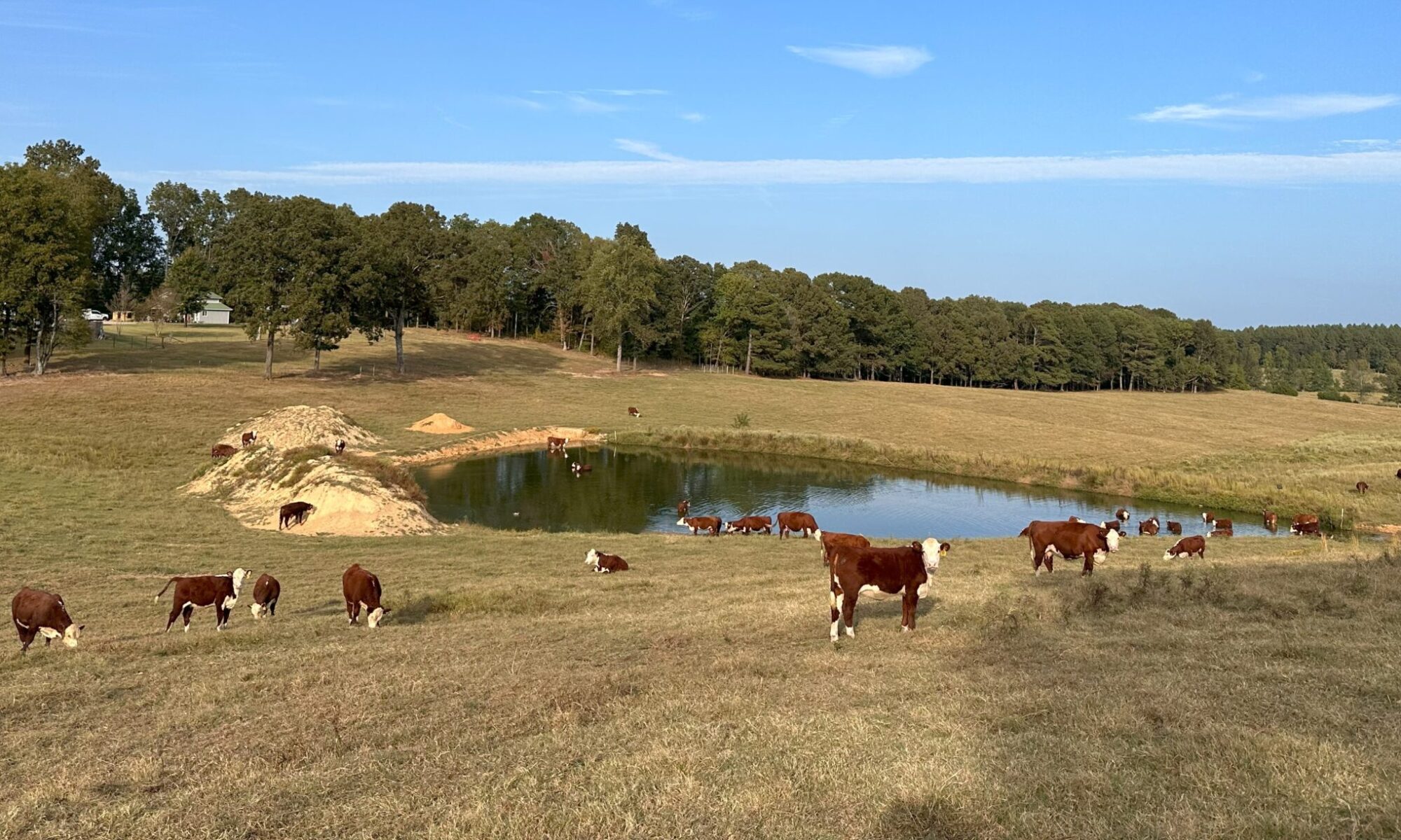 Tennessee Cows