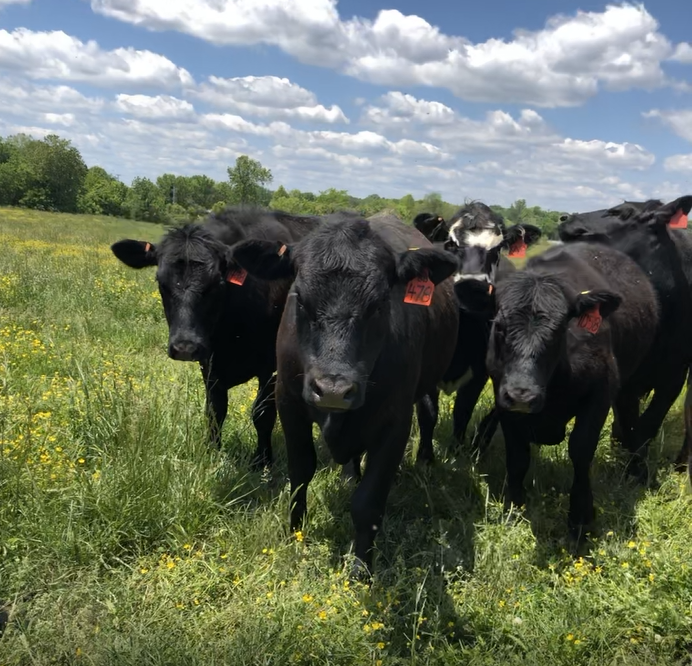 Spring Cows