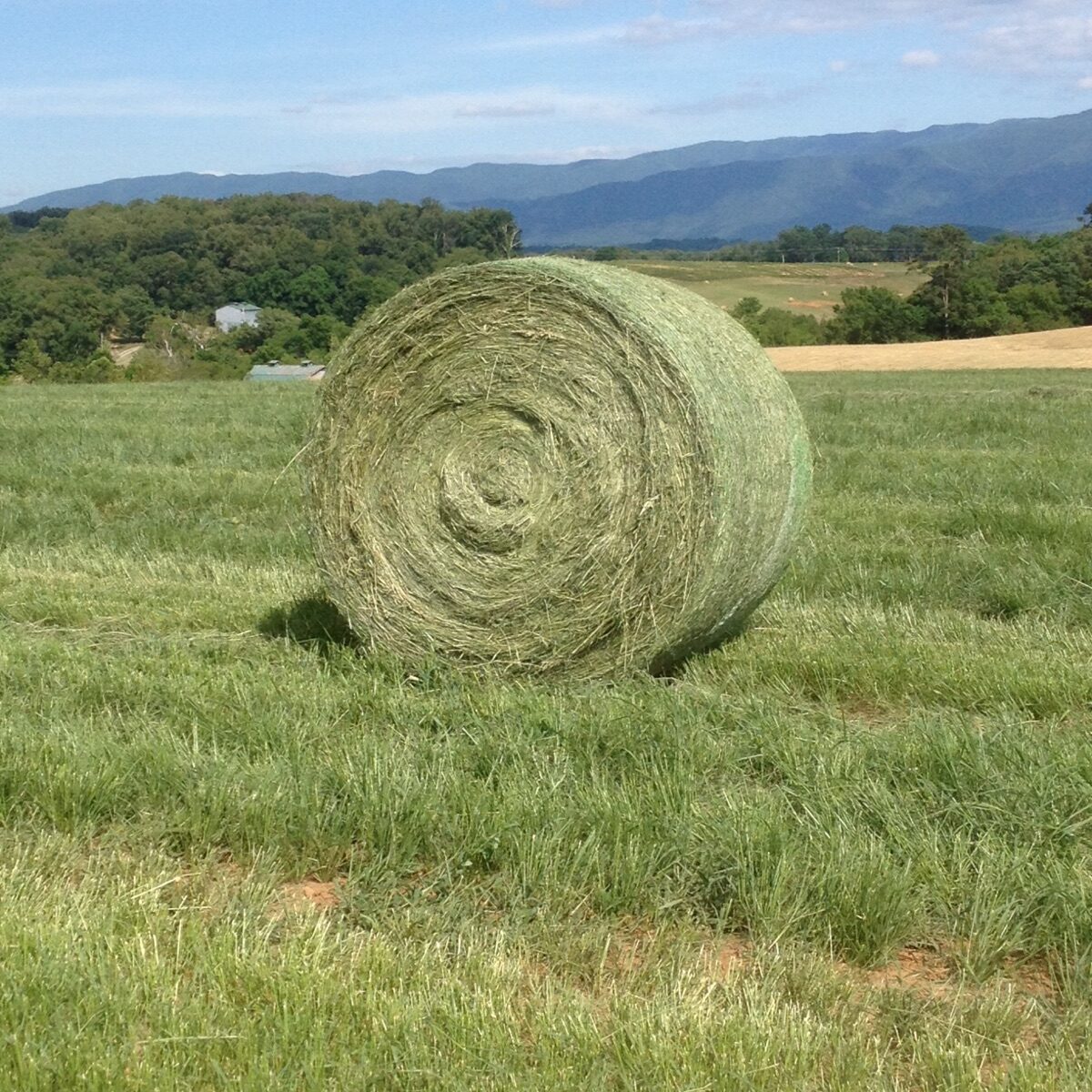 Bale of Hay