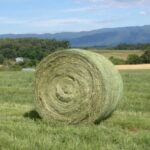 Bale of Hay