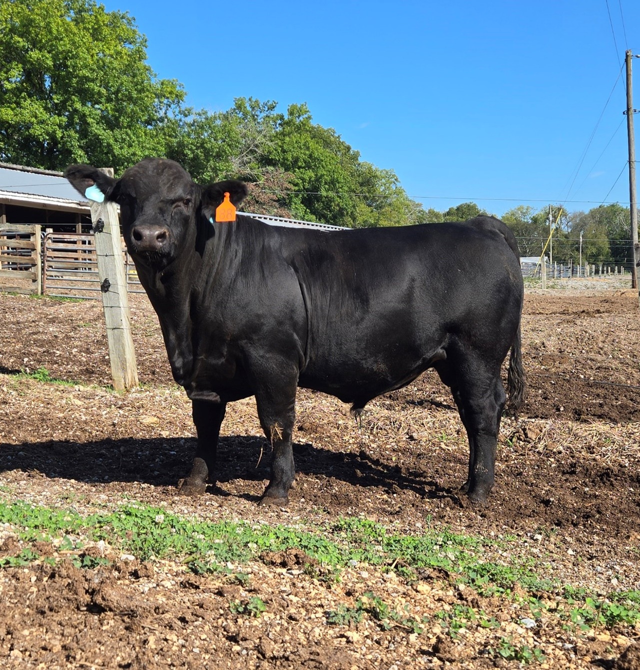 Navigating the Bull Sale: How to Pick the Best Bull for Your Herd's ...