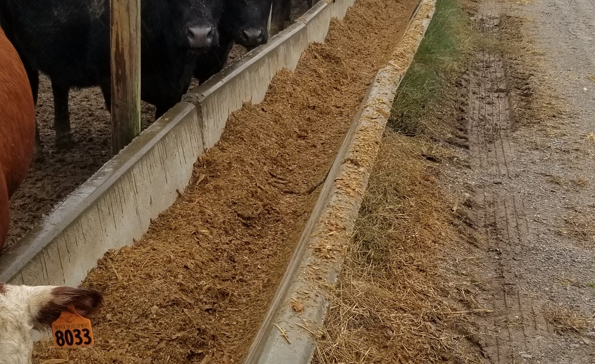 Cattle Feeding