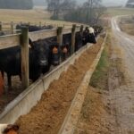 Cattle Feeding