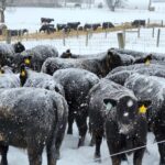 Cattle in Snow by Brandon Beavers ETREC