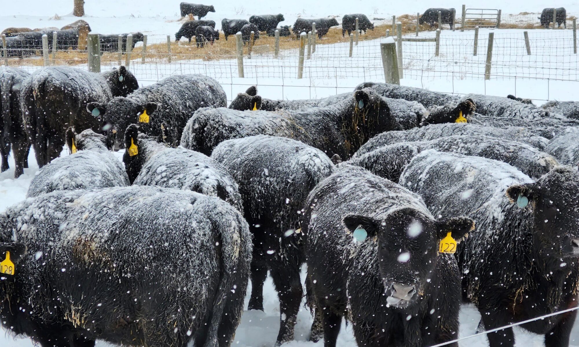 Cattle in Snow by Brandon Beavers ETREC