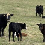 Cattle