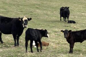 Cattle