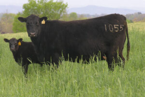 First Calf