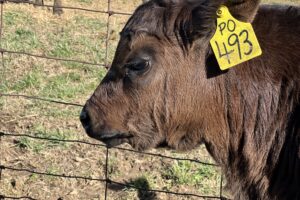Calf