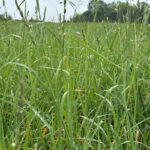 Fescue