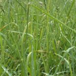 Fescue