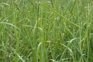 Fescue