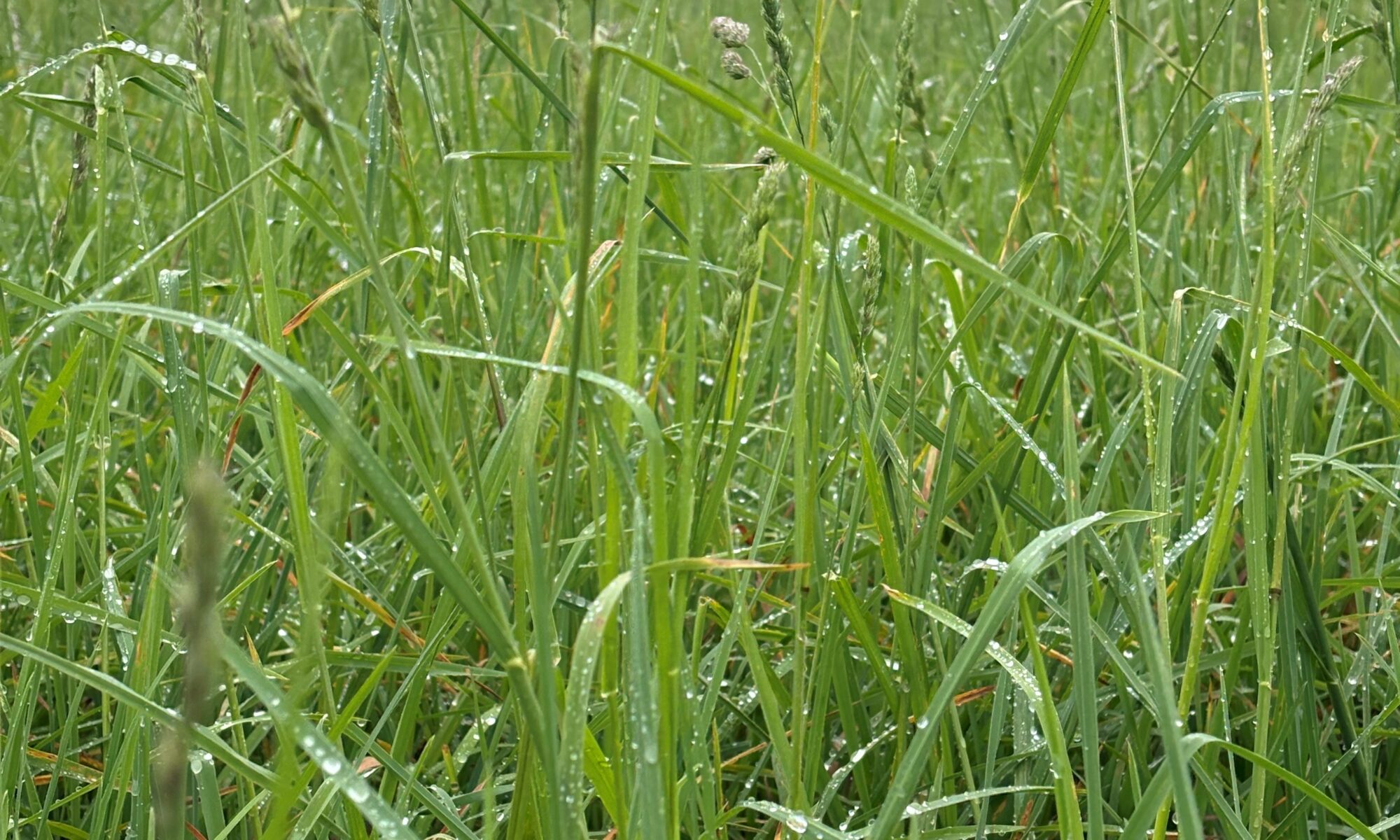 Fescue