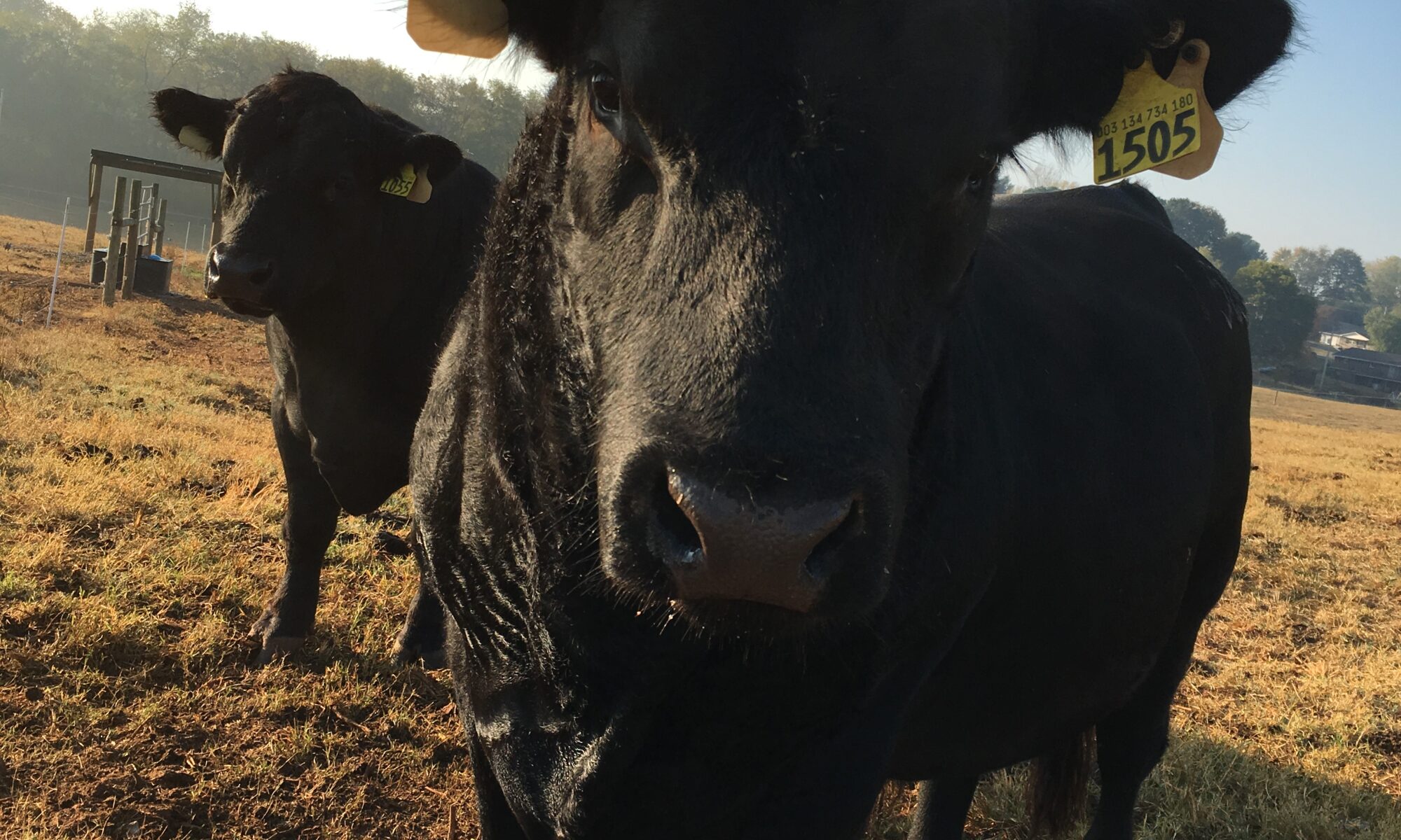Bulls