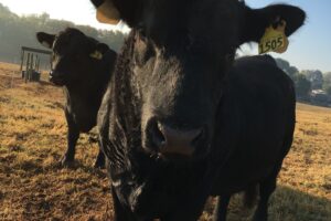 Bulls