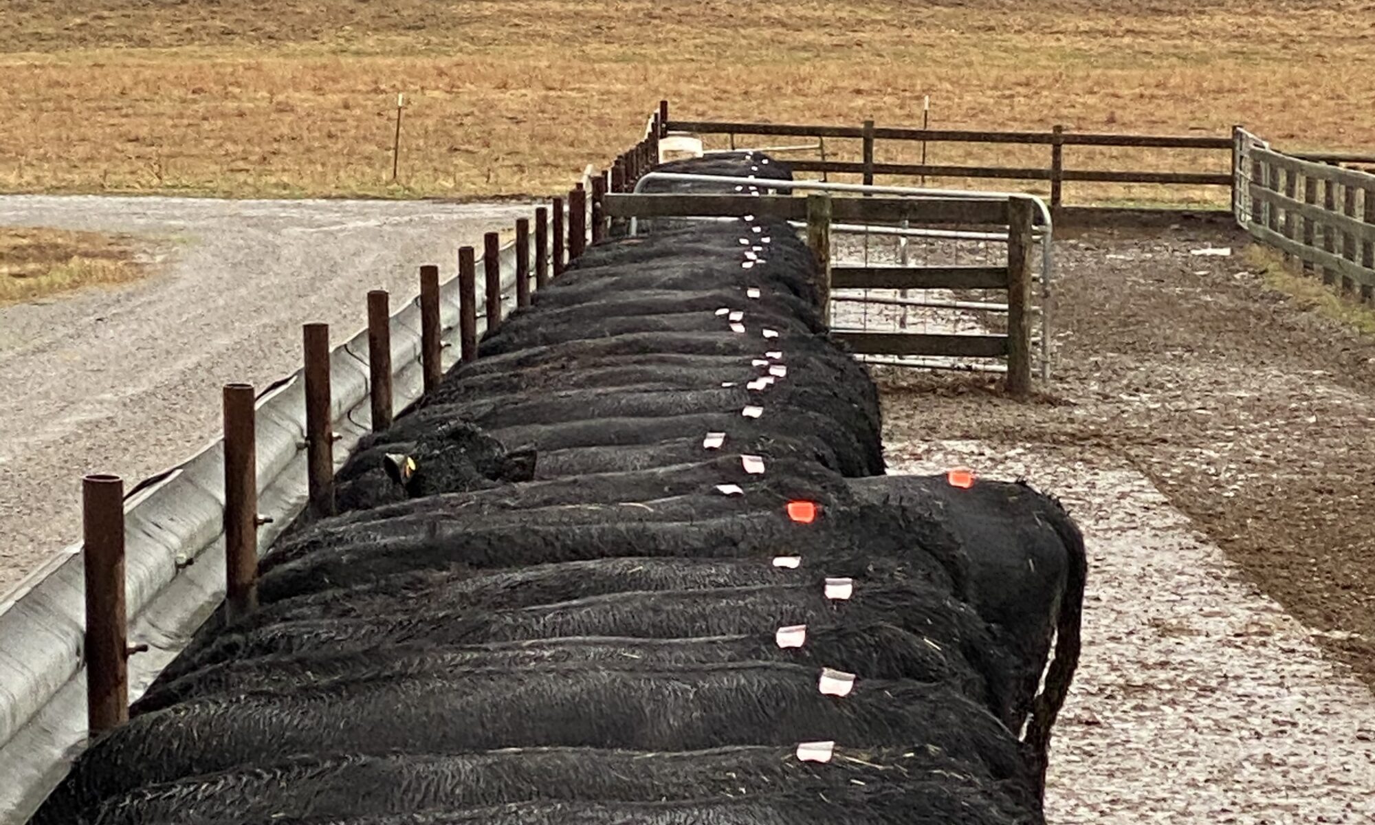 Herd