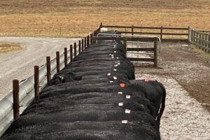Herd