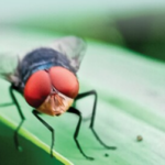 USDA-APHIS and CDC