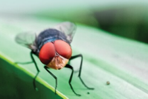 USDA-APHIS and CDC