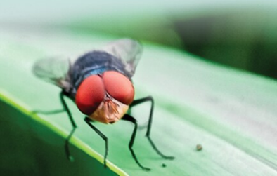 USDA-APHIS and CDC
